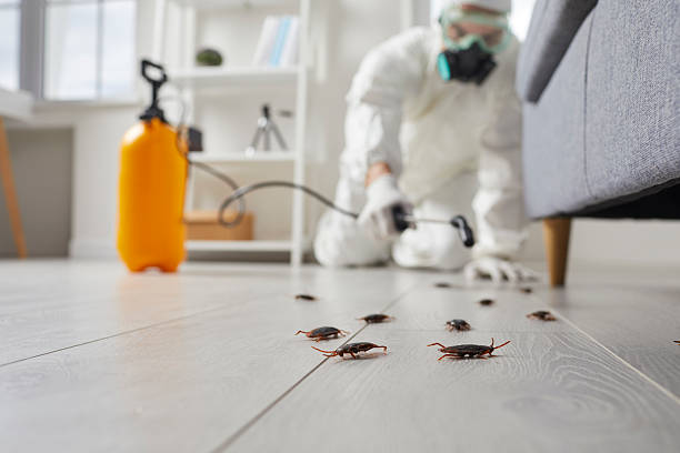 Commercial Kitchen Cockroach Control in Greenwood Village